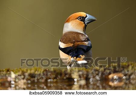 Stock Photo - Hawfinch (Coccothraustes coccothraustes) Male, sitting at a watering hole, North Rhine-Westphalia, Germany, Europe. Fotosearch