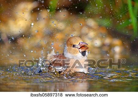 Stock Photo - Hawfinch (Coccothraustes coccothraustes) bathes in shallow water, Solms, Hesse. Fotosearch