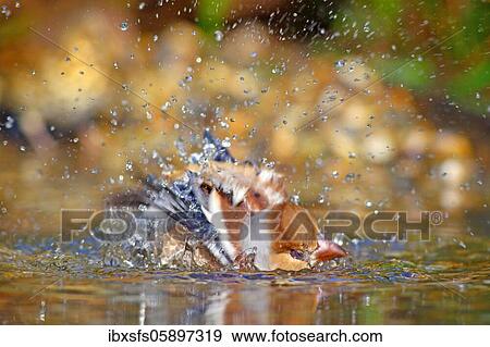 Hawfinch (Coccothraustes coccothraustes) bathes in shallow water, Solms, Hesse View Large Photo Image Stock Photo - Hawfinch (Coccothraustes coccothraustes) bathes in shallow water, Solms, Hesse. Fotosearch