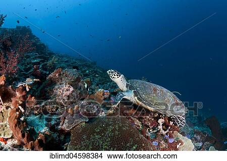 Hawksbill sea turtle (Eretmochelys imbricata), Nusa Lembongan, Nusa Penida, Bali, Indonesia, Asia View Large Photo Image Picture - Hawksbill sea turtle (Eretmochelys imbricata), Nusa Lembongan, Nusa Penida, Bali, Indonesia, Asia. Fotosearch
