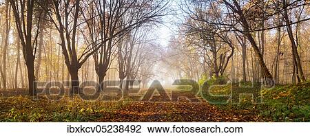 Stock Image - Head beech avenue in autumn, morning light, Burgenlandkreis, Saxony-Anhalt, Germany, Europe. Fotosearch