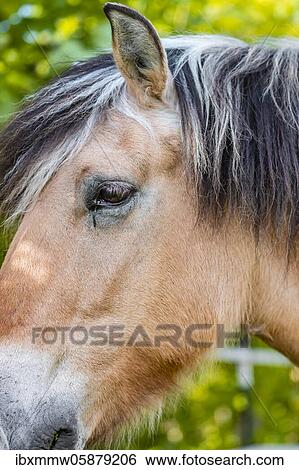 Stock Photograph - Head of a light brown horse with black and white mane, Upper Bavaria, Bavaria, Germany, Europe. Fotosearch
