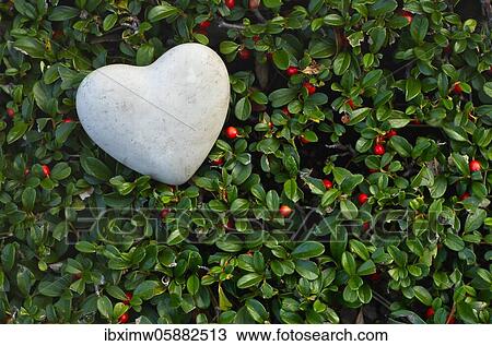 Heart on stone lies on grave, ground cover, grave decoration, Stuttgart, Baden-Württemberg, Germany, Europe View Large Photo Image Stock Image - Heart on stone lies on grave, ground cover, grave decoration, Stuttgart, Baden-Württemberg, Germany, Europe. Fotosearch