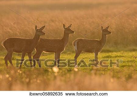 Herd of bald deer of the red deer ( Cervus elaphus) backlit in the evening, National Park De Hoge Veluwe, Netherlands View Large Photo Image Stock Photography - Herd of bald deer of the red deer ( Cervus elaphus) backlit in the evening, National Park De Hoge Veluwe, Netherlands. Fotosearch