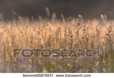 Stock Image - High grass, blooming meadow, clearing, Perlacher Forst, Munich, Upper Bavaria, Bavaria, Germany, Europe. Fotosearch