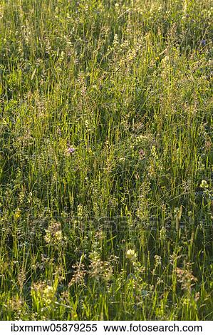 Stock Photography - High grass, blooming meadow, Perlacher Forst, Munich, Upper Bavaria, Bavaria, Germany, Europe. Fotosearch