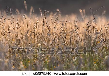 Stock Image - High grass, flowering meadow, clearing in the forest, Perlacher Forst, Munich, Upper Bavaria, Bavaria, Germany, Europe. Fotosearch