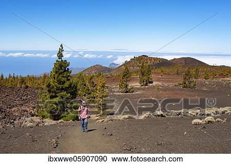 Stock Image - Hiker in the Teide National Park, Canary Island pines (Pinus canariensis) in volcanic landscape, Teide National Park, Tenerife, Canary Islands, Spain, Europe. Fotosearch