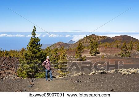 Stock Image - Hiker in the Teide National Park, Canary Island pines (Pinus canariensis) in volcanic landscape, Teide National Park, Tenerife, Canary Islands, Spain, Europe. Fotosearch