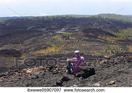Stock Photo - Hiker in the Teide National Park, Canary Island pines (Pinus canariensis) in volcanic landscape, Teide National Park, Tenerife, Canary Islands, Spain, Europe. Fotosearch
