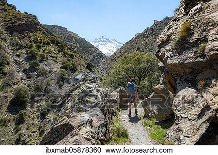 Hiker on a hiking trail, hiking trail Vereda de la Estrella, behind Sierra Nevada with peak La Alcazaba, snow-covered mountains near Granada, Andalusia, Spain, Europe View Large Photo Image Stock Image - Hiker on a hiking trail, hiking trail Vereda de la Estrella, behind Sierra Nevada with peak La Alcazaba, snow-covered mountains near Granada, Andalusia, Spain, Europe. Fotosearch