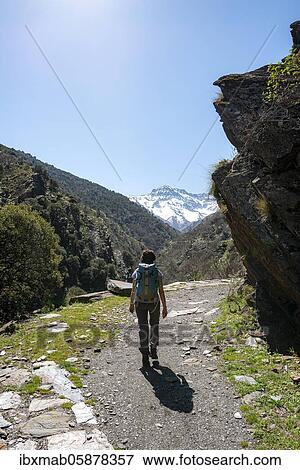Stock Photo - Hiker on a hiking trail, hiking trail Vereda de la Estrella, behind Sierra Nevada with peak La Alcazaba, snow-covered mountains near Granada, Andalusia, Spain, Europe. Fotosearch