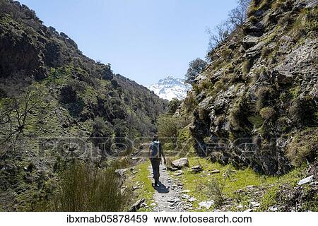 Stock Photo - Hiker on a hiking trail, hiking trail Vereda de la Estrella, behind Sierra Nevada with peak La Alcazaba, snow-covered mountains near Granada, Andalusia, Spain, Europe. Fotosearch