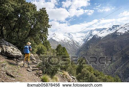 Hiker on a hiking trail, hiking trail Vereda de la Estrella, behind Sierra Nevada with summits Mulhacén and Pico Alcazaba, snow-covered mountains near Granada, Andalusia, Spain, Europe View Large Photo Image Stock Photograph - Hiker on a hiking trail, hiking trail Vereda de la Estrella, behind Sierra Nevada with summits Mulhacén and Pico Alcazaba, snow-covered mountains near Granada, Andalusia, Spain, Europe. Fotosearch