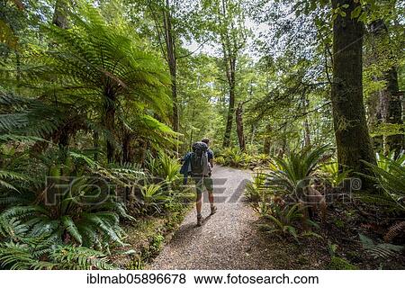 Hiker on a hiking trail through forest with ferns and Tree fern (Cyatheales) Temperate Rainforest, Kepler Track, Fiordland National Park, Southland, New Zealand, Oceania View Large Photo Image Stock Photo - Hiker on a hiking trail through forest with ferns and Tree fern (Cyatheales) Temperate Rainforest, Kepler Track, Fiordland National Park, Southland, New Zealand, Oceania. Fotosearch