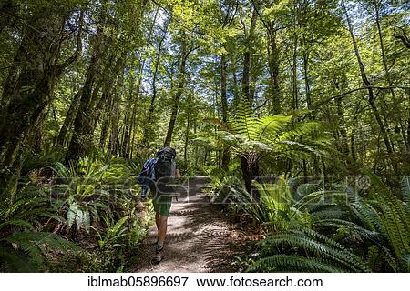 Hiker on a hiking trail through forest with ferns and Tree fern (Cyatheales) Temperate Rainforest, Kepler Track, Fiordland National Park, Southland, New Zealand, Oceania View Large Photo Image Stock Photo - Hiker on a hiking trail through forest with ferns and Tree fern (Cyatheales) Temperate Rainforest, Kepler Track, Fiordland National Park, Southland, New Zealand, Oceania. Fotosearch