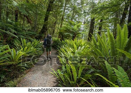 Hiker on a hiking trail through forest with ferns and Tree fern (Cyatheales) Temperate Rainforest, Kepler Track, Fiordland National Park, Southland, New Zealand, Oceania View Large Photo Image Stock Photography - Hiker on a hiking trail through forest with ferns and Tree fern (Cyatheales) Temperate Rainforest, Kepler Track, Fiordland National Park, Southland, New Zealand, Oceania. Fotosearch