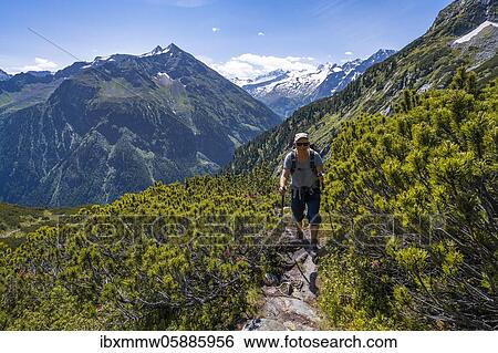 Hiker on Berliner Höhenweg, middle Großer Greiner, right Kleiner Hochsteller, Kälberlahnerspitze and Hochsteller, Zillertaler Alps, Zillertal, Tyrol, Austria, Europe View Large Photo Image Stock Photograph - Hiker on Berliner Höhenweg, middle Großer Greiner, right Kleiner Hochsteller, Kälberlahnerspitze and Hochsteller, Zillertaler Alps, Zillertal, Tyrol, Austria, Europe. Fotosearch