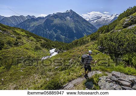 Stock Photo - Hiker on hiking trail, Berliner Höhenweg, middle Großer Greiner, right Kleiner Hochsteller, Kälberlahnerspitze and Hochsteller, Zillertaler Alps, Zillertal, Tyrol, Austria, Europe. Fotosearch
