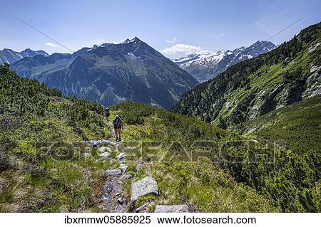 Hiker on hiking trail, Berliner Höhenweg, middle Großer Greiner, right Kleiner Hochsteller, Kälberlahnerspitze and Hochsteller, Zillertaler Alps, Zillertal, Tyrol, Austria, Europe View Large Photo Image Stock Photography - Hiker on hiking trail, Berliner Höhenweg, middle Großer Greiner, right Kleiner Hochsteller, Kälberlahnerspitze and Hochsteller, Zillertaler Alps, Zillertal, Tyrol, Austria, Europe. Fotosearch