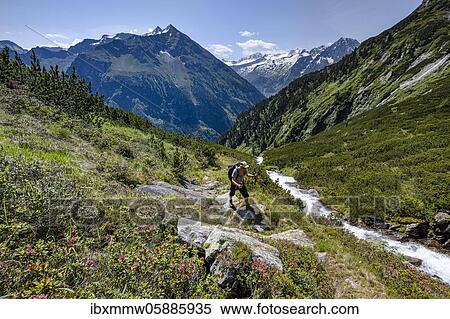 Hiker on hiking trail, Berliner Höhenweg, left Großer Greiner, right Kleiner Hochsteller, Kälberlahnerspitze and Hochsteller, Zillertaler Alps, Zillertal, Tyrol, Austria, Europe View Large Photo Image Stock Photography - Hiker on hiking trail, Berliner Höhenweg, left Großer Greiner, right Kleiner Hochsteller, Kälberlahnerspitze and Hochsteller, Zillertaler Alps, Zillertal, Tyrol, Austria, Europe. Fotosearch