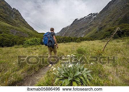Stock Photograph - Hiker on Hiking Trail, Gertrude Saddle Route, Fiordland National Park, Southland, New Zealand, Oceania. Fotosearch