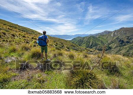 Hiker on hiking trail, Grandview Mountain Track, view of Lake Hāwea, Southern Alps, Otago, South Island, New Zealand, Oceania View Large Photo Image Stock Photo - Hiker on hiking trail, Grandview Mountain Track, view of Lake Hāwea, Southern Alps, Otago, South Island, New Zealand, Oceania. Fotosearch