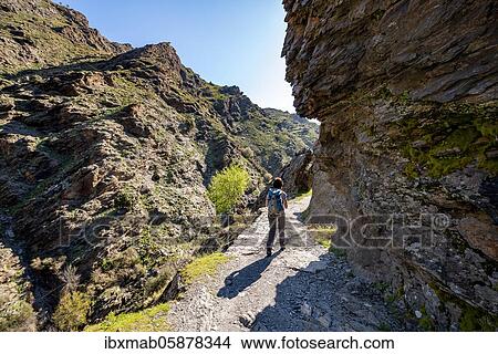 Picture - Hiker on hiking trail Vereda de la Estrella, Sierra Nevada, mountains near Granada, Andalusia, Spain, Europe. Fotosearch