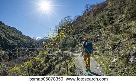 Stock Image - Hiker on hiking trail Vereda de la Estrella, behind Sierra Nevada with summits Mulhacén and La Alcazaba, snow-covered mountains near Granada, Andalusia, Spain, Europe. Fotosearch
