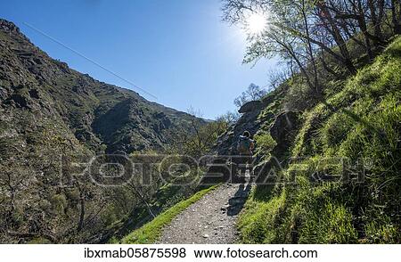 Hiker on hiking trail Vereda de la Estrella, Sierra Nevada, mountains near Granada, Andalusia, Spain, Europe View Large Photo Image Stock Photo - Hiker on hiking trail Vereda de la Estrella, Sierra Nevada, mountains near Granada, Andalusia, Spain, Europe. Fotosearch