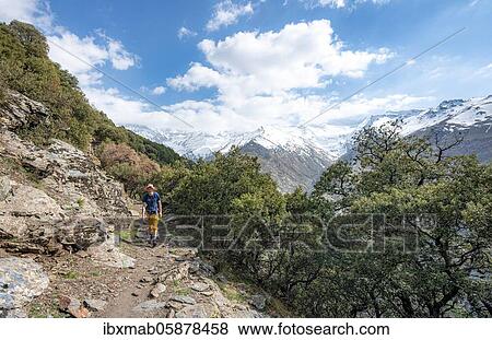 Hiker on hiking trail, Vereda de la Estrella, behind Sierra Nevada, snow covered mountains near Granada, Andalusia, Spain, Europe View Large Photo Image Stock Photo - Hiker on hiking trail, Vereda de la Estrella, behind Sierra Nevada, snow covered mountains near Granada, Andalusia, Spain, Europe. Fotosearch