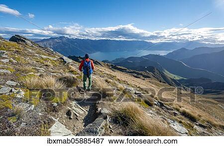 Stock Photo - Hiker on the hiking trail to Ben Lomond, views of Lake Wakatipu, Southern Alps, Otago, South Island, New Zealand, Oceania. Fotosearch