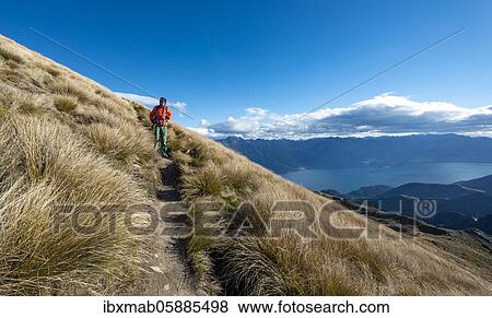 Hiker on the hiking trail to Ben Lomond, views of Lake Wakatipu, Southern Alps, Otago, South Island, New Zealand, Oceania View Large Photo Image Stock Photo - Hiker on the hiking trail to Ben Lomond, views of Lake Wakatipu, Southern Alps, Otago, South Island, New Zealand, Oceania. Fotosearch