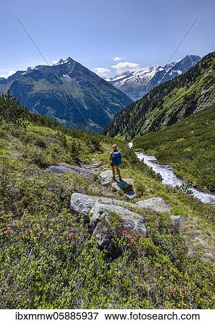 Hiker on the Kesselbach hiking trail, Berliner Höhenweg, left Großer Greiner, right Kleiner Hochsteller, Kälberlahnerspitze and Hochsteller, Zillertaler Alps, Zillertal, Tyrol, Austria, Europe View Large Photo Image Stock Photo - Hiker on the Kesselbach hiking trail, Berliner Höhenweg, left Großer Greiner, right Kleiner Hochsteller, Kälberlahnerspitze and Hochsteller, Zillertaler Alps, Zillertal, Tyrol, Austria, Europe. Fotosearch