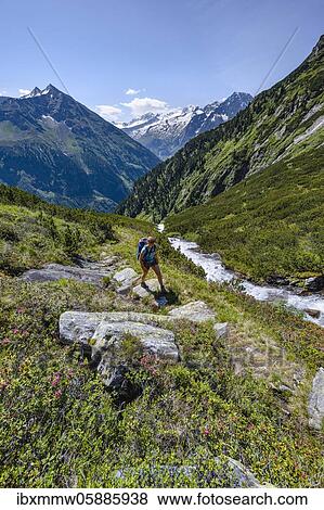 Stock Photo - Hiker on the Kesselbach hiking trail, Berliner Höhenweg, left Großer Greiner, right Kleiner Hochsteller, Kälberlahnerspitze and Hochsteller, Zillertaler Alps, Zillertal, Tyrol, Austria, Europe. Fotosearch