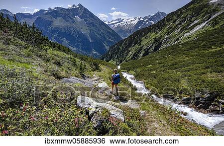 Stock Photograph - Hiker on the Kesselbach hiking trail, Berliner Höhenweg, left Großer Greiner, right Kleiner Hochsteller, Kälberlahnerspitze and Hochsteller, Zillertaler Alps, Zillertal, Tyrol, Austria, Europe. Fotosearch