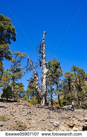 Hiker on the way to the Sombrero de Chasna through a Canary Island (Pinus canariensis) pine forest Teide National Park, Tenerife, Canary Islands, Spain, Europe View Large Photo Image Stock Photo - Hiker on the way to the Sombrero de Chasna through a Canary Island (Pinus canariensis) pine forest Teide National Park, Tenerife, Canary Islands, Spain, Europe. Fotosearch