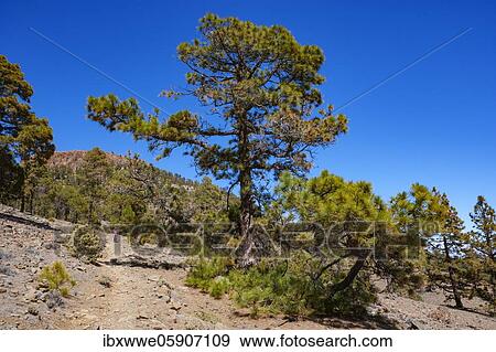 Stock Photo - Hiker on the way to the Sombrero de Chasna through a Canary Island (Pinus canariensis) pine forest Teide National Park, Tenerife, Canary Islands, Spain, Europe. Fotosearch