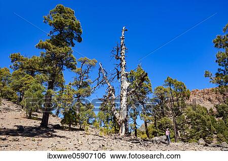 Stock Photograph - Hiker on the way to the Sombrero de Chasna through a Canary Island (Pinus canariensis) pine forest Teide National Park, Tenerife, Canary Islands, Spain, Europe. Fotosearch