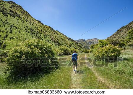Hiker on trail in a valley, Grandview Mountain Track, Lake Hāwea, Southern Alps, Otago, South Island, New Zealand, Oceania View Large Photo Image Stock Image - Hiker on trail in a valley, Grandview Mountain Track, Lake Hāwea, Southern Alps, Otago, South Island, New Zealand, Oceania. Fotosearch