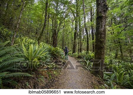 Hiker on trail through forest with ferns, temperate rainforest, Kepler Track, Fiordland National Park, Southland, New Zealand, Oceania View Large Photo Image Stock Image - Hiker on trail through forest with ferns, temperate rainforest, Kepler Track, Fiordland National Park, Southland, New Zealand, Oceania. Fotosearch