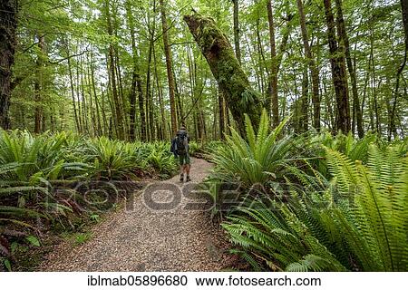 Hiker on trail through forest with ferns, temperate rainforest, Kepler Track, Fiordland National Park, Southland, New Zealand, Oceania View Large Photo Image Stock Image - Hiker on trail through forest with ferns, temperate rainforest, Kepler Track, Fiordland National Park, Southland, New Zealand, Oceania. Fotosearch