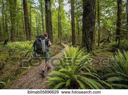 Hiker on trail through forest with ferns, temperate rainforest, Kepler Track, Fiordland National Park, Southland, New Zealand, Oceania View Large Photo Image Stock Photo - Hiker on trail through forest with ferns, temperate rainforest, Kepler Track, Fiordland National Park, Southland, New Zealand, Oceania. Fotosearch