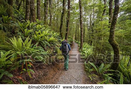 Stock Photo - Hiker on trail through forest with ferns, temperate rainforest, Kepler Track, Fiordland National Park, Southland, New Zealand, Oceania. Fotosearch