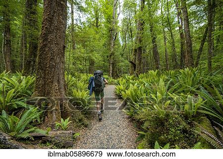 Stock Photo - Hiker on trail through forest with ferns, temperate rainforest, Kepler Track, Fiordland National Park, Southland, New Zealand, Oceania. Fotosearch