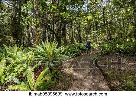 Hiker on trail through forest with ferns, temperate rainforest, Kepler Track, Fiordland National Park, Southland, New Zealand, Oceania View Large Photo Image Stock Photo - Hiker on trail through forest with ferns, temperate rainforest, Kepler Track, Fiordland National Park, Southland, New Zealand, Oceania. Fotosearch