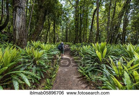 Hiker on trail through forest with ferns, temperate rainforest, Kepler Track, Fiordland National Park, Southland, New Zealand, Oceania View Large Photo Image Stock Photograph - Hiker on trail through forest with ferns, temperate rainforest, Kepler Track, Fiordland National Park, Southland, New Zealand, Oceania. Fotosearch