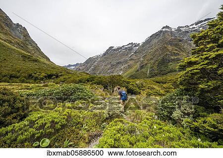 Hiker on trail to Gertrude Saddle, Fiordland National Park, Southland, New Zealand, Oceania View Large Photo Image Stock Image - Hiker on trail to Gertrude Saddle, Fiordland National Park, Southland, New Zealand, Oceania. Fotosearch