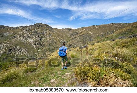 Stock Image - Hikers on trail, Grandview Mountain Track, Lake Hāwea, Southern Alps, Otago, South Island, New Zealand, Oceania. Fotosearch