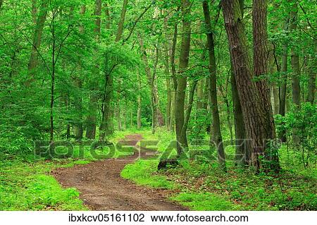 Hiking (Müritz) trail winds through untouched mixed forest in spring on the eastern shore of the National Park near Waren, Mecklenburg-Vorpommern, Germany, Europe View Large Photo Image Stock Image - Hiking (Müritz) trail winds through untouched mixed forest in spring on the eastern shore of the National Park near Waren, Mecklenburg-Vorpommern, Germany, Europe. Fotosearch
